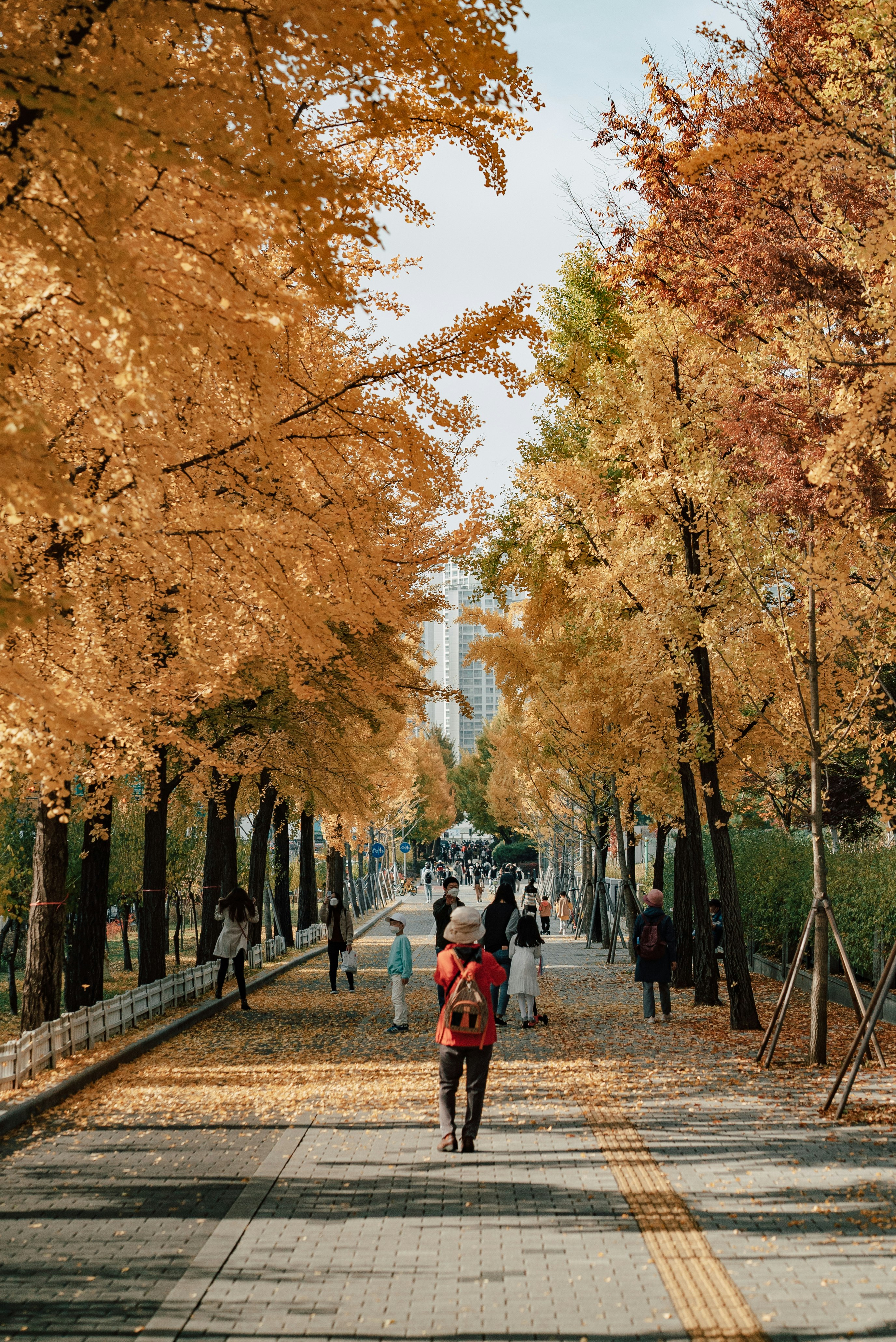 autumn Seoul